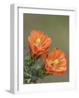 Claret Cup Cactus Blooming, Uvalde County, Hill Country, Texas, USA-Rolf Nussbaumer-Framed Photographic Print