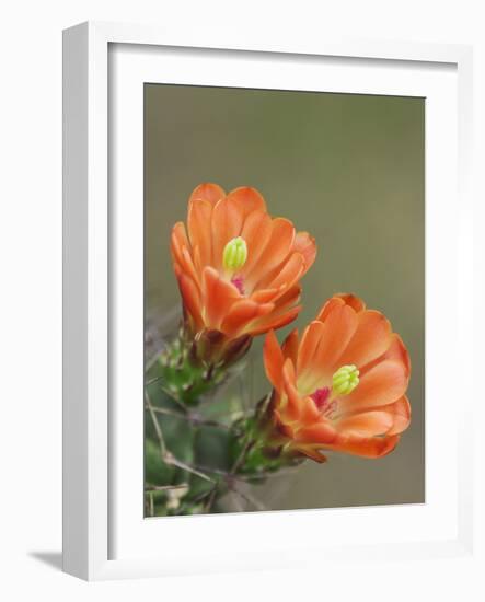Claret Cup Cactus Blooming, Uvalde County, Hill Country, Texas, USA-Rolf Nussbaumer-Framed Photographic Print