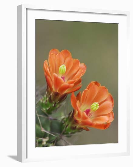 Claret Cup Cactus Blooming, Uvalde County, Hill Country, Texas, USA-Rolf Nussbaumer-Framed Photographic Print