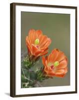 Claret Cup Cactus Blooming, Uvalde County, Hill Country, Texas, USA-Rolf Nussbaumer-Framed Photographic Print