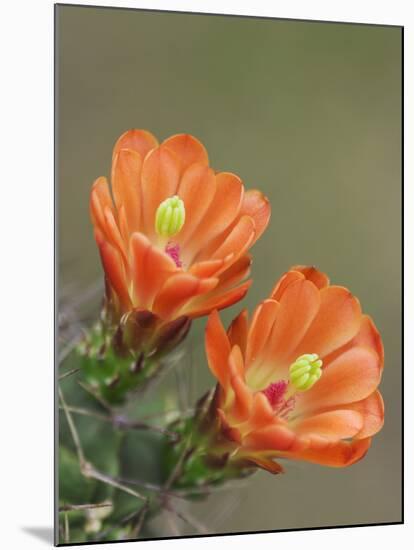 Claret Cup Cactus Blooming, Uvalde County, Hill Country, Texas, USA-Rolf Nussbaumer-Mounted Photographic Print