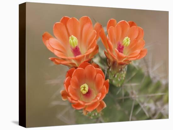 Claret Cup Cactus Flowers, Hill Country, Texas, USA-Rolf Nussbaumer-Stretched Canvas