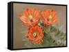 Claret Cup Cactus Flowers, Hill Country, Texas, USA-Rolf Nussbaumer-Framed Stretched Canvas