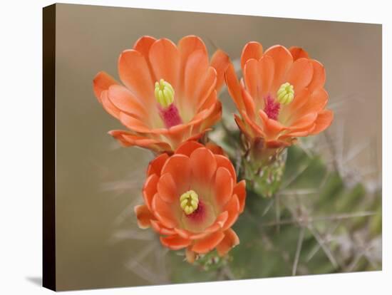 Claret Cup Cactus Flowers, Hill Country, Texas, USA-Rolf Nussbaumer-Stretched Canvas
