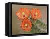 Claret Cup Cactus Flowers, Hill Country, Texas, USA-Rolf Nussbaumer-Framed Stretched Canvas