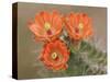 Claret Cup Cactus Flowers, Hill Country, Texas, USA-Rolf Nussbaumer-Stretched Canvas