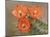 Claret Cup Cactus Flowers, Hill Country, Texas, USA-Rolf Nussbaumer-Mounted Photographic Print