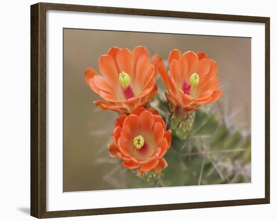 Claret Cup Cactus Flowers, Hill Country, Texas, USA-Rolf Nussbaumer-Framed Photographic Print