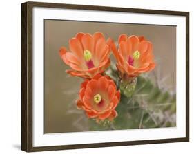 Claret Cup Cactus Flowers, Hill Country, Texas, USA-Rolf Nussbaumer-Framed Photographic Print