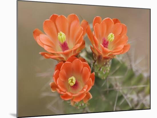 Claret Cup Cactus Flowers, Hill Country, Texas, USA-Rolf Nussbaumer-Mounted Photographic Print