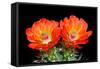 Claret Cup Flowers-Douglas Taylor-Framed Stretched Canvas