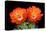 Claret Cup Flowers-Douglas Taylor-Stretched Canvas