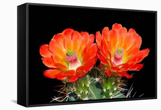 Claret Cup Flowers-Douglas Taylor-Framed Stretched Canvas