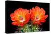 Claret Cup Flowers-Douglas Taylor-Stretched Canvas