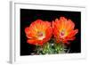 Claret Cup Flowers-Douglas Taylor-Framed Photographic Print