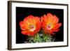 Claret Cup Flowers-Douglas Taylor-Framed Photographic Print