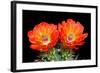 Claret Cup Flowers-Douglas Taylor-Framed Photographic Print