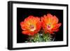 Claret Cup Flowers-Douglas Taylor-Framed Photographic Print