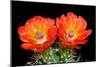 Claret Cup Flowers-Douglas Taylor-Mounted Photographic Print