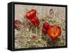 Claret Cup or Mojave Mound Cactus in Bloom, Mojave National Preserve, California, Usa-Rob Sheppard-Framed Stretched Canvas