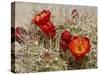 Claret Cup or Mojave Mound Cactus in Bloom, Mojave National Preserve, California, Usa-Rob Sheppard-Stretched Canvas