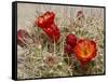 Claret Cup or Mojave Mound Cactus in Bloom, Mojave National Preserve, California, Usa-Rob Sheppard-Framed Stretched Canvas