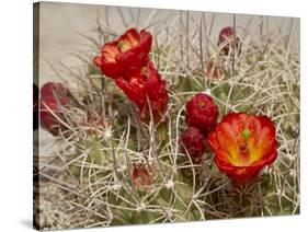 Claret Cup or Mojave Mound Cactus in Bloom, Mojave National Preserve, California, Usa-Rob Sheppard-Stretched Canvas