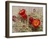 Claret Cup or Mojave Mound Cactus in Bloom, Mojave National Preserve, California, Usa-Rob Sheppard-Framed Photographic Print