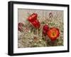 Claret Cup or Mojave Mound Cactus in Bloom, Mojave National Preserve, California, Usa-Rob Sheppard-Framed Photographic Print