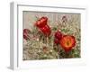 Claret Cup or Mojave Mound Cactus in Bloom, Mojave National Preserve, California, Usa-Rob Sheppard-Framed Photographic Print