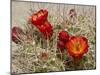 Claret Cup or Mojave Mound Cactus in Bloom, Mojave National Preserve, California, Usa-Rob Sheppard-Mounted Photographic Print