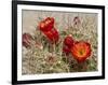 Claret Cup or Mojave Mound Cactus in Bloom, Mojave National Preserve, California, Usa-Rob Sheppard-Framed Photographic Print