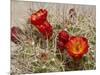 Claret Cup or Mojave Mound Cactus in Bloom, Mojave National Preserve, California, Usa-Rob Sheppard-Mounted Photographic Print