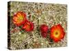 Claret Cup or Mojave Mound Cactus in Bloom, Mojave National Preserve, California, Usa-Rob Sheppard-Stretched Canvas