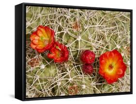 Claret Cup or Mojave Mound Cactus in Bloom, Mojave National Preserve, California, Usa-Rob Sheppard-Framed Stretched Canvas