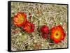 Claret Cup or Mojave Mound Cactus in Bloom, Mojave National Preserve, California, Usa-Rob Sheppard-Framed Stretched Canvas