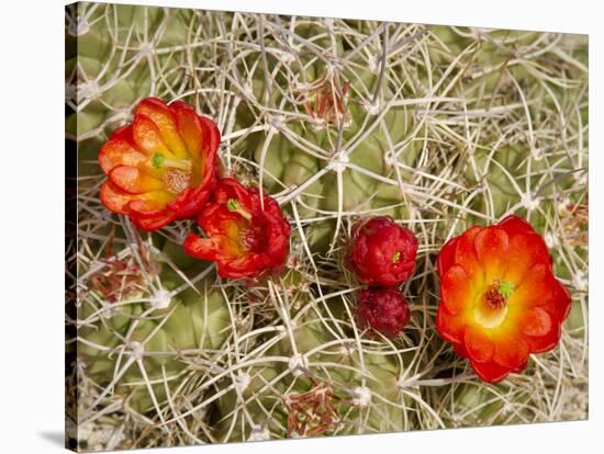 Claret Cup or Mojave Mound Cactus in Bloom, Mojave National Preserve, California, Usa-Rob Sheppard-Stretched Canvas