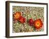 Claret Cup or Mojave Mound Cactus in Bloom, Mojave National Preserve, California, Usa-Rob Sheppard-Framed Photographic Print