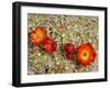 Claret Cup or Mojave Mound Cactus in Bloom, Mojave National Preserve, California, Usa-Rob Sheppard-Framed Photographic Print