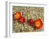 Claret Cup or Mojave Mound Cactus in Bloom, Mojave National Preserve, California, Usa-Rob Sheppard-Framed Photographic Print