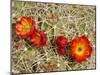 Claret Cup or Mojave Mound Cactus in Bloom, Mojave National Preserve, California, Usa-Rob Sheppard-Mounted Photographic Print