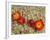 Claret Cup or Mojave Mound Cactus in Bloom, Mojave National Preserve, California, Usa-Rob Sheppard-Framed Photographic Print