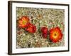 Claret Cup or Mojave Mound Cactus in Bloom, Mojave National Preserve, California, Usa-Rob Sheppard-Framed Photographic Print