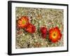 Claret Cup or Mojave Mound Cactus in Bloom, Mojave National Preserve, California, Usa-Rob Sheppard-Framed Photographic Print