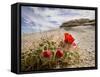 Claret Cup or Mojave Mound Cactus in Bloom, Mojave National Preserve, California, Usa-Rob Sheppard-Framed Stretched Canvas