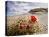 Claret Cup or Mojave Mound Cactus in Bloom, Mojave National Preserve, California, Usa-Rob Sheppard-Stretched Canvas