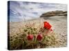 Claret Cup or Mojave Mound Cactus in Bloom, Mojave National Preserve, California, Usa-Rob Sheppard-Stretched Canvas