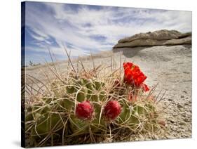 Claret Cup or Mojave Mound Cactus in Bloom, Mojave National Preserve, California, Usa-Rob Sheppard-Stretched Canvas