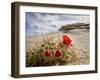 Claret Cup or Mojave Mound Cactus in Bloom, Mojave National Preserve, California, Usa-Rob Sheppard-Framed Photographic Print