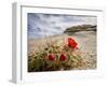 Claret Cup or Mojave Mound Cactus in Bloom, Mojave National Preserve, California, Usa-Rob Sheppard-Framed Photographic Print